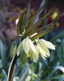 Fritillaria 'Raddeana' 14 Fritillaria 'Raddeana' -Beauty Flowers Shop fritillaria raddeana 01