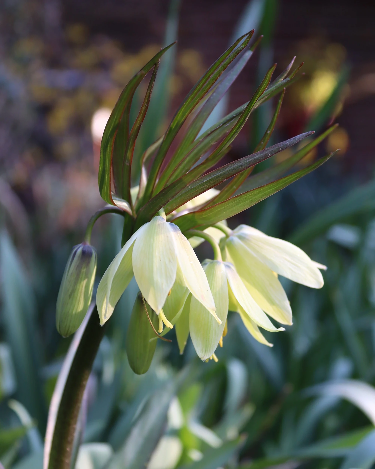 Fritillaria 'Raddeana' 7 Fritillaria 'Raddeana' - Image 5