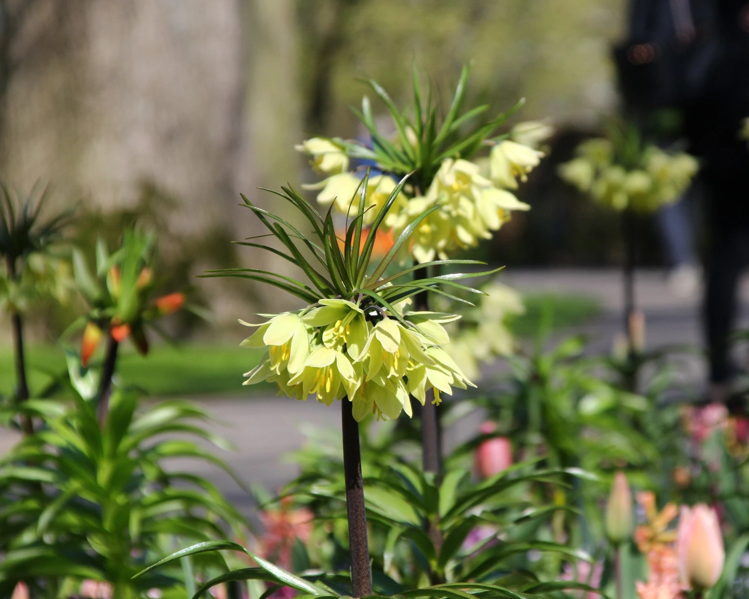 Fritillaria 'Raddeana' 5 Fritillaria 'Raddeana' - Image 3