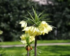Fritillaria 'Raddeana' 13 Fritillaria 'Raddeana' -Beauty Flowers Shop fritillaria raddeana 2