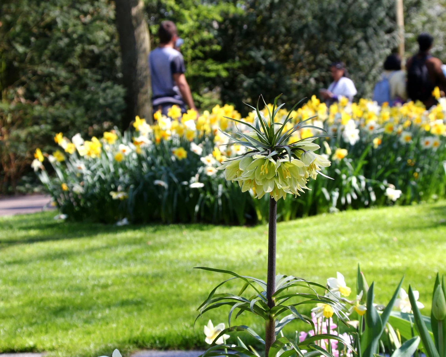 Fritillaria 'Raddeana' 8 Fritillaria 'Raddeana' - Image 6