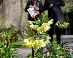 Fritillaria 'Raddeana' 16 Fritillaria 'Raddeana' -Beauty Flowers Shop fritillaria raddeana 7