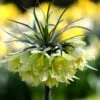 Fritillaria 'Raddeana' 2 Fritillaria 'Raddeana' -Beauty Flowers Shop fritillaria raddeana 8