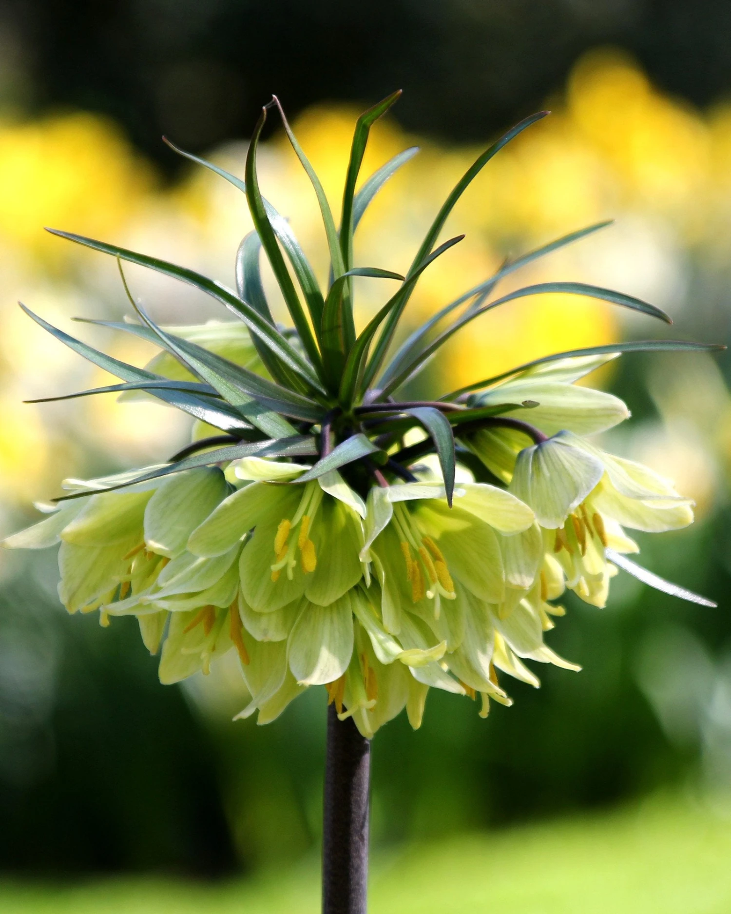 Fritillaria 'Raddeana' 3 Fritillaria 'Raddeana'