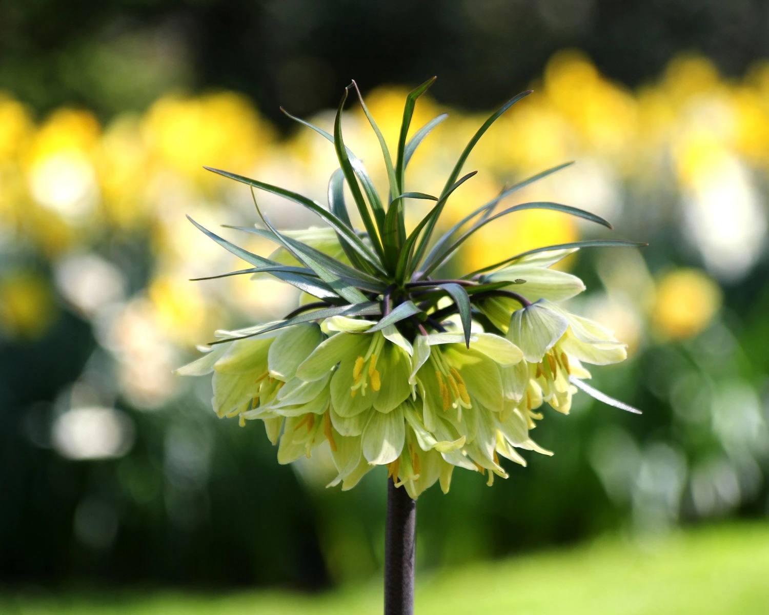 Fritillaria 'Raddeana' 10 Fritillaria 'Raddeana' - Image 8