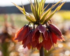 Fritillaria 'Red Beauty' 8 Fritillaria 'Red Beauty' -Beauty Flowers Shop fritillaria red beauty 2
