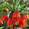 Fritillaria 'Red Beauty' 2 Fritillaria 'Red Beauty' -Beauty Flowers Shop fritillaria red beauty 3 3a838d29 cf8f 4990 9f44 86e4571a3e45