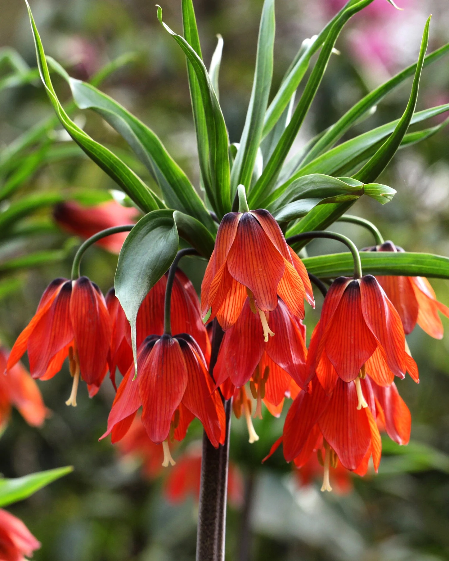 Fritillaria 'Red Beauty' 3 Fritillaria 'Red Beauty'