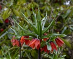 Fritillaria 'Red Beauty' 9 Fritillaria 'Red Beauty' -Beauty Flowers Shop fritillaria red beauty 4