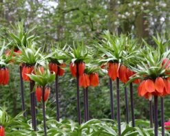 Fritillaria Imperialis 'Rubra' 14 Fritillaria Imperialis 'Rubra' -Beauty Flowers Shop fritillaria rubra 2