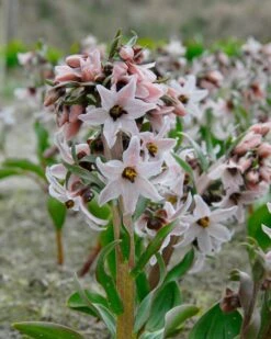 Fritillaria Stenanthera 10 Fritillaria Stenanthera -Beauty Flowers Shop fritillaria stenanthera 1