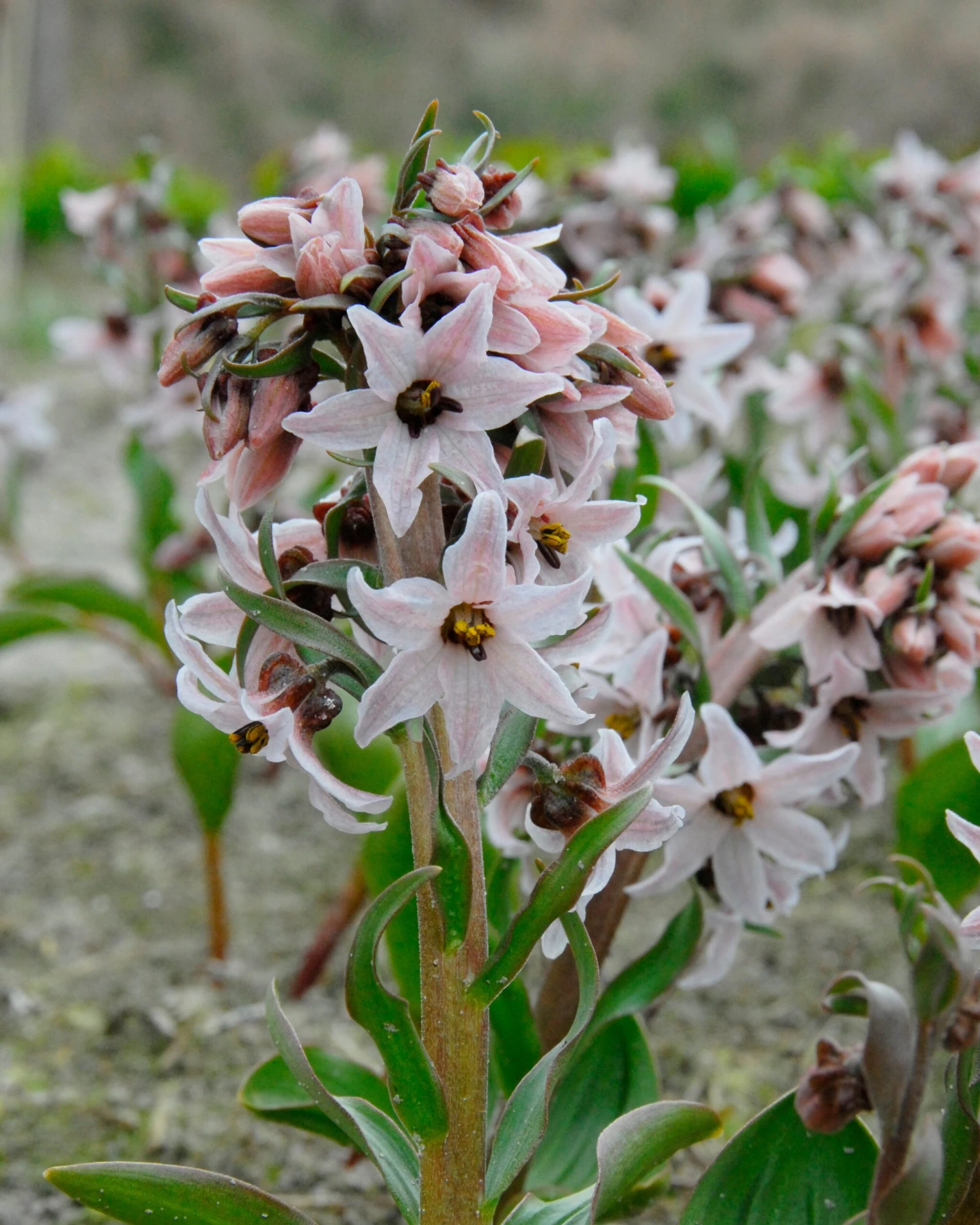 Fritillaria Stenanthera 5 Fritillaria Stenanthera - Image 3