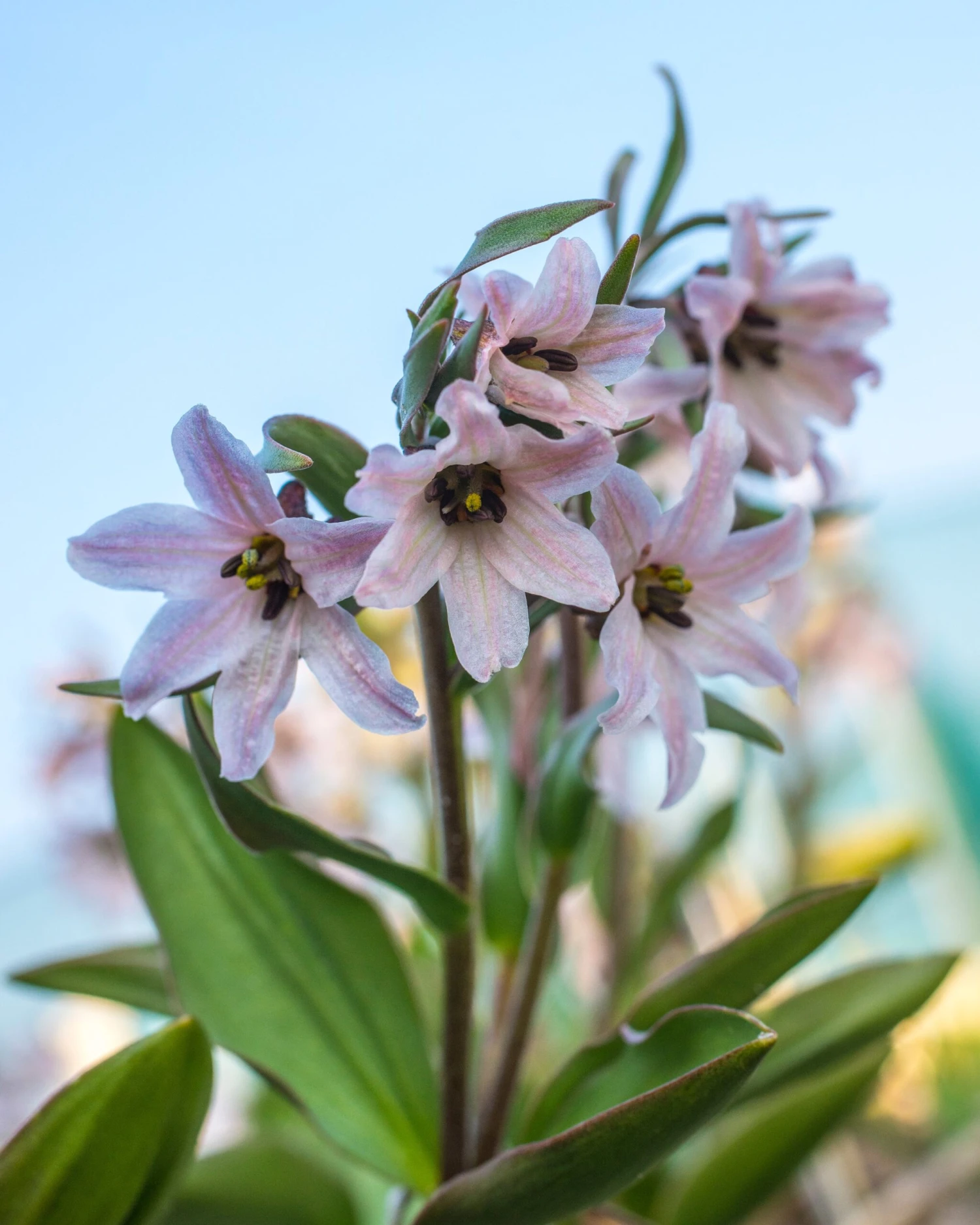 Fritillaria Stenanthera 4 Fritillaria Stenanthera - Image 2