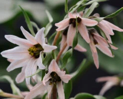 Fritillaria Stenanthera 12 Fritillaria Stenanthera -Beauty Flowers Shop fritillaria stenanthera 3