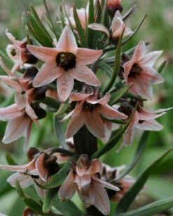 Fritillaria Stenanthera 11 Fritillaria Stenanthera -Beauty Flowers Shop fritillaria stenanthera 4