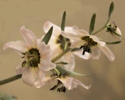 Fritillaria Stenanthera 13 Fritillaria Stenanthera -Beauty Flowers Shop fritillaria stenanthera 5