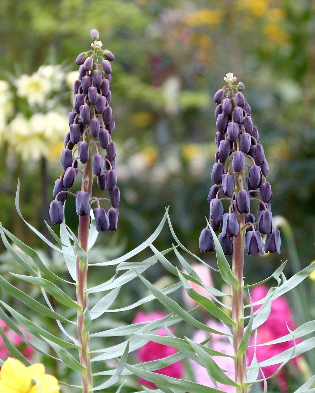 Fritillaria 'Twin Towers Tribute' 3 Fritillaria 'Twin Towers Tribute'