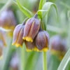 Fritillaria Uva-vulpis 2 Fritillaria Uva-vulpis -Beauty Flowers Shop fritillaria uva vulpis 0