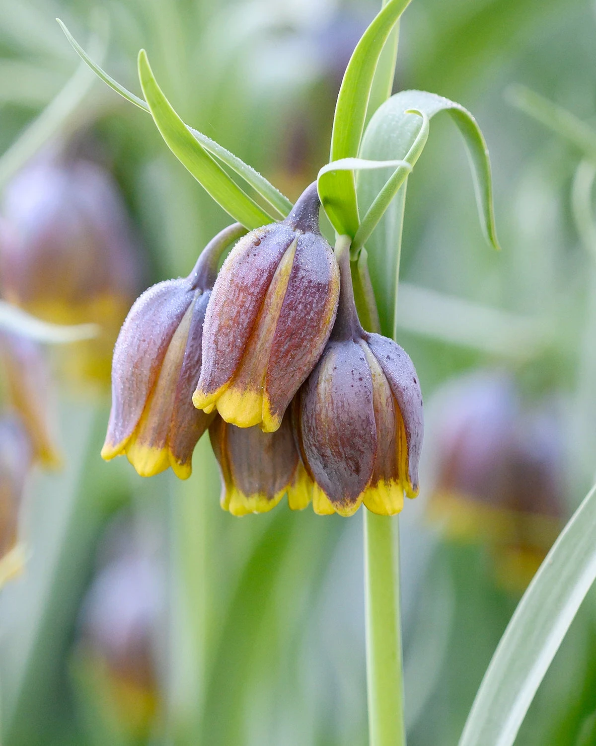 Fritillaria Uva-vulpis 3 Fritillaria Uva-vulpis