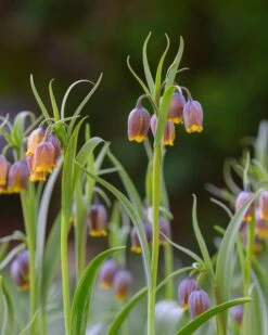 Fritillaria Uva-vulpis 14 Fritillaria Uva-vulpis -Beauty Flowers Shop fritillaria uva vulpis 1