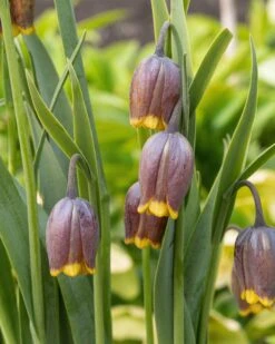 Featured Products -Beauty Flowers Shop fritillaria uva vulpis 10