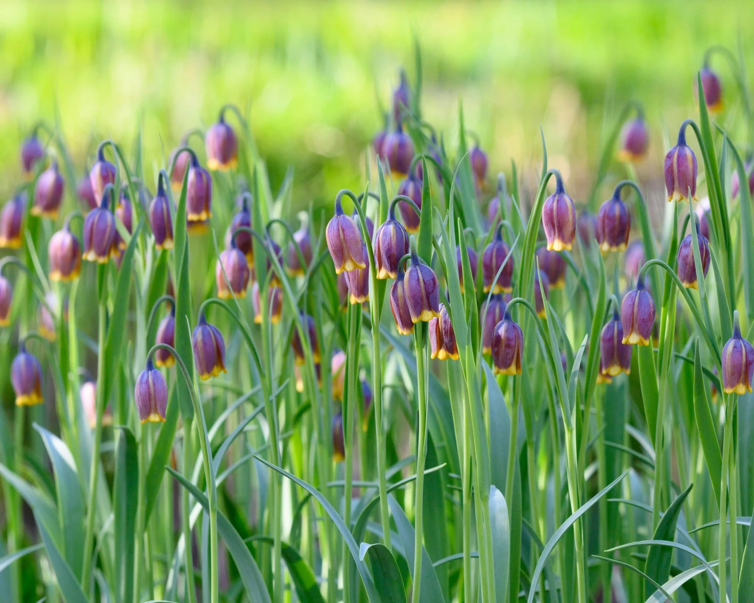 Fritillaria Uva-vulpis 6 Fritillaria Uva-vulpis - Image 4