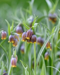 Fritillaria Uva-vulpis 16 Fritillaria Uva-vulpis -Beauty Flowers Shop fritillaria uva vulpis 3