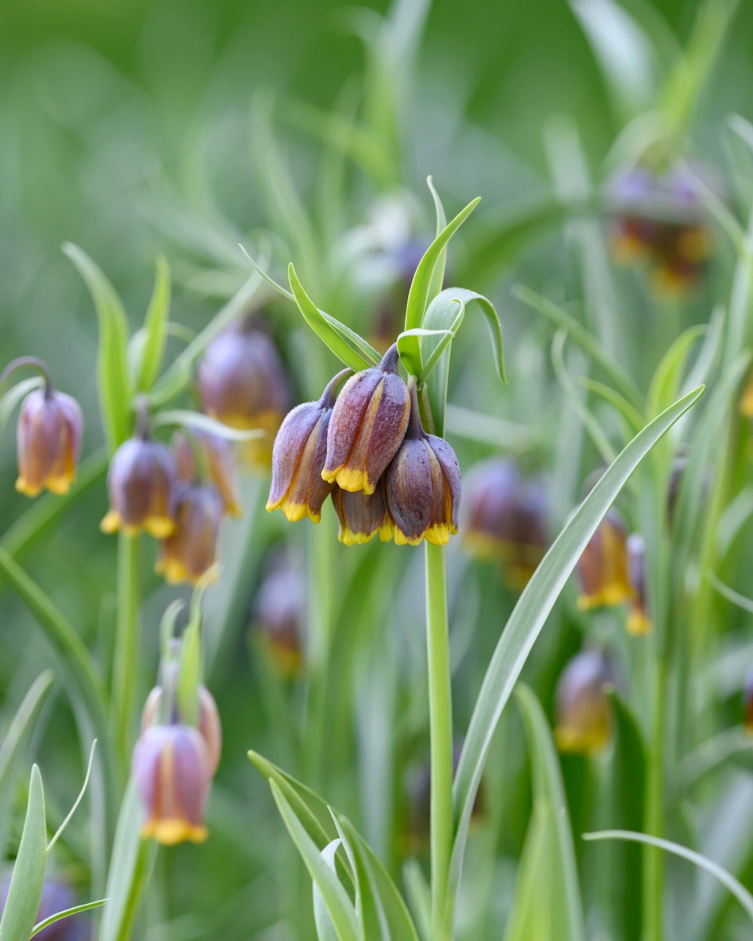 Fritillaria Uva-vulpis 7 Fritillaria Uva-vulpis - Image 5