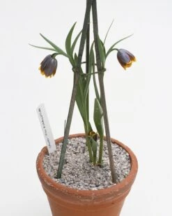 Fritillaria Uva-vulpis 18 Fritillaria Uva-vulpis -Beauty Flowers Shop fritillaria uva vulpis 6