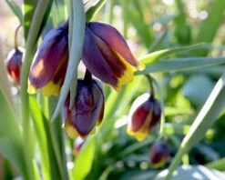 Fritillaria Uva-vulpis 21 Fritillaria Uva-vulpis -Beauty Flowers Shop fritillaria uva vulpis 9