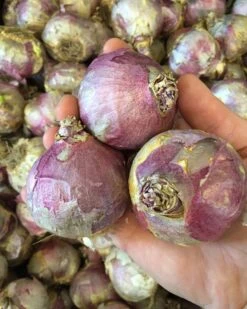 Hyacinth 'Gipsy Queen' -Beauty Flowers Shop gipsy queen ex1