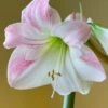 Amaryllis 'Apple Blossom' 2 Amaryllis 'Apple Blossom' -Beauty Flowers Shop hippeastrum apple blossom 8