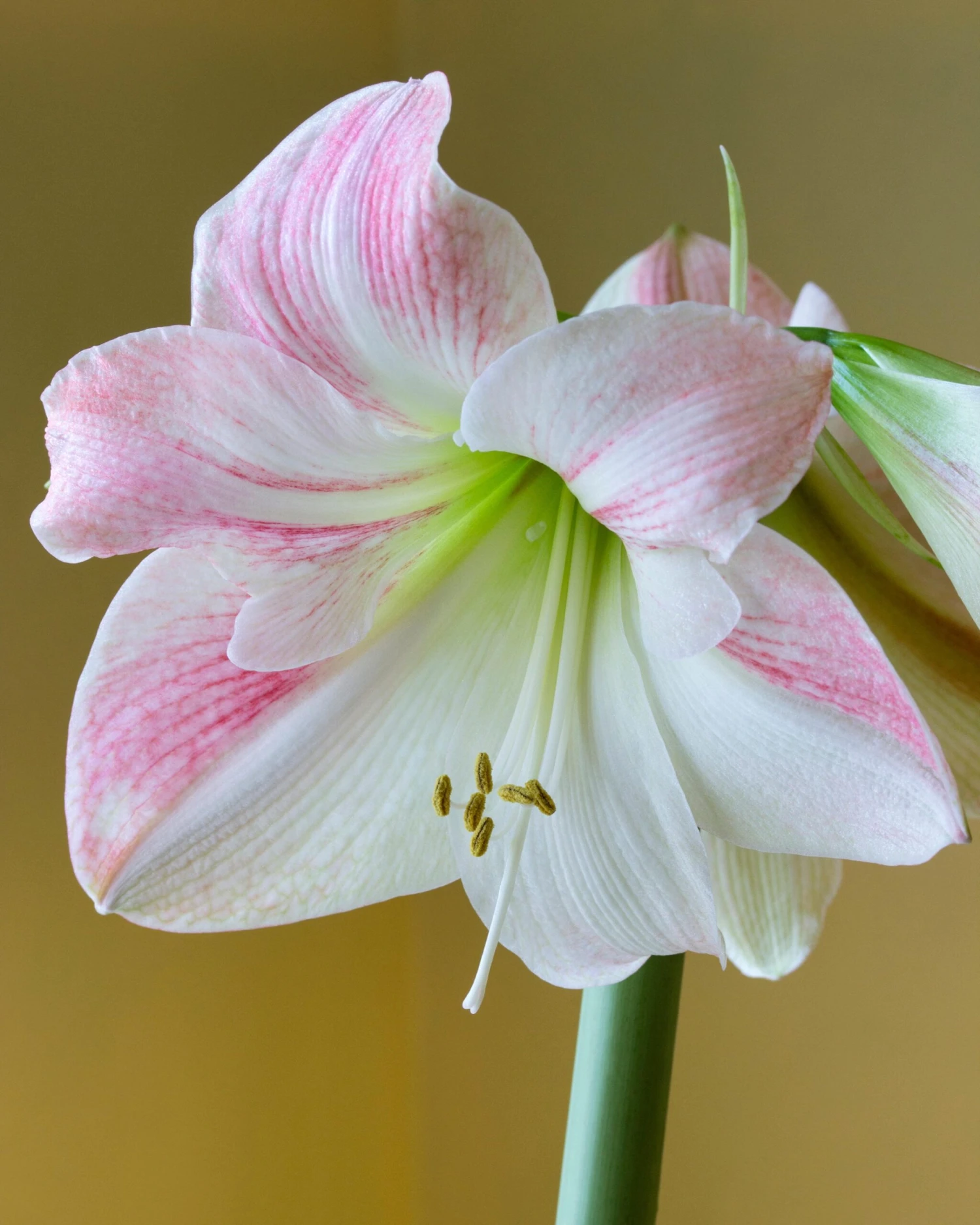 Amaryllis 'Apple Blossom' 3 Amaryllis 'Apple Blossom'