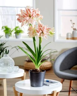 Amaryllis 'Dancing Queen' 10 Amaryllis 'Dancing Queen' -Beauty Flowers Shop hippeastrum dancing queen 4