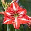 Amaryllis 'Minerva' 2 Amaryllis 'Minerva' -Beauty Flowers Shop hippeastrum minerva 8
