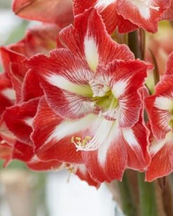 Amaryllis 'Minerva' -Beauty Flowers Shop hippeastrum minerva 9