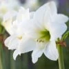 Amaryllis 'Mont Blanc' 1 Amaryllis 'Mont Blanc' -Beauty Flowers Shop hippeastrum mont blanc 6