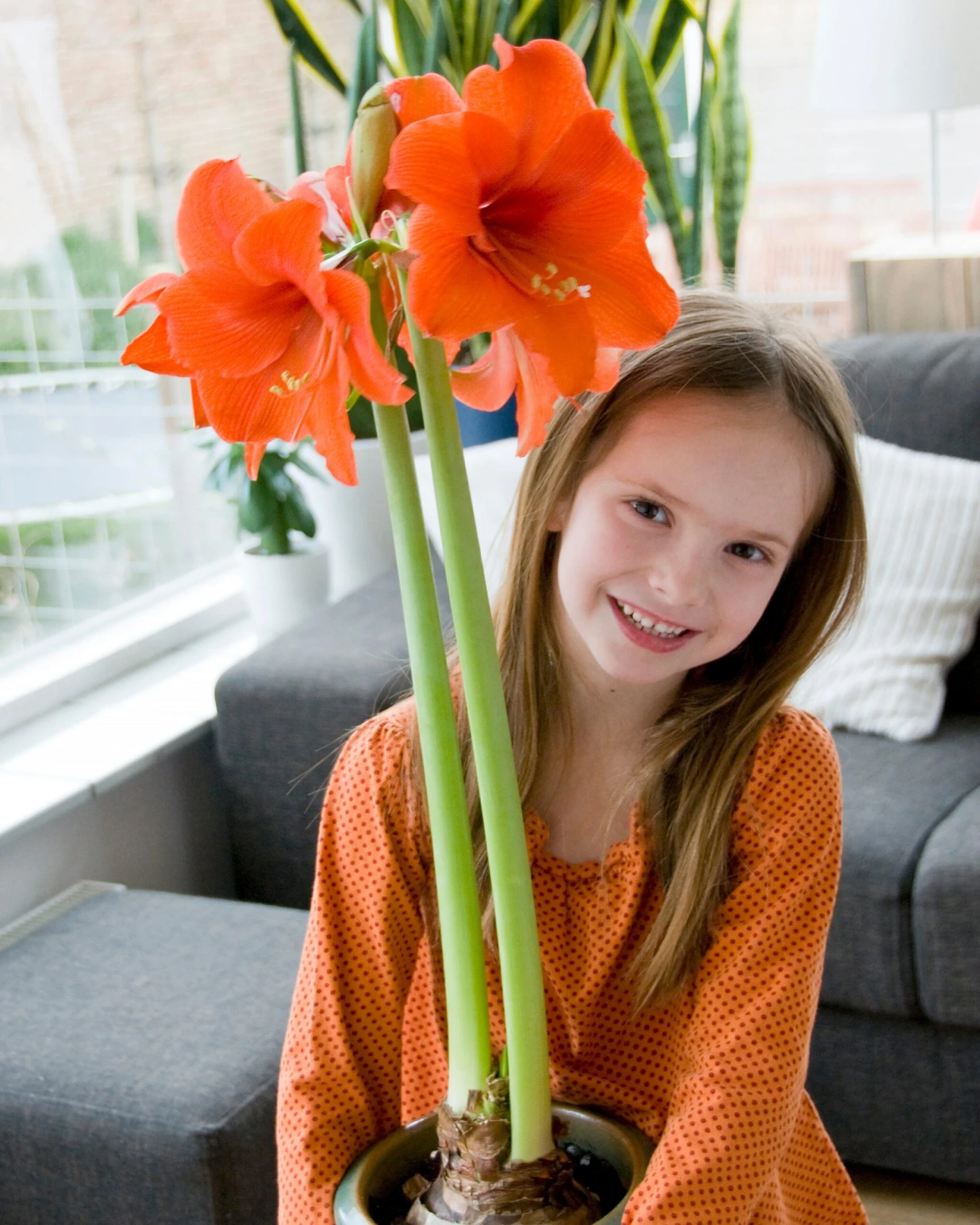 Amaryllis 'Orange Souvereign' 4 Amaryllis 'Orange Souvereign' - Image 2