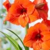 Amaryllis 'Orange Souvereign' 1 Amaryllis 'Orange Souvereign' -Beauty Flowers Shop hippeastrum orange souvereign 4