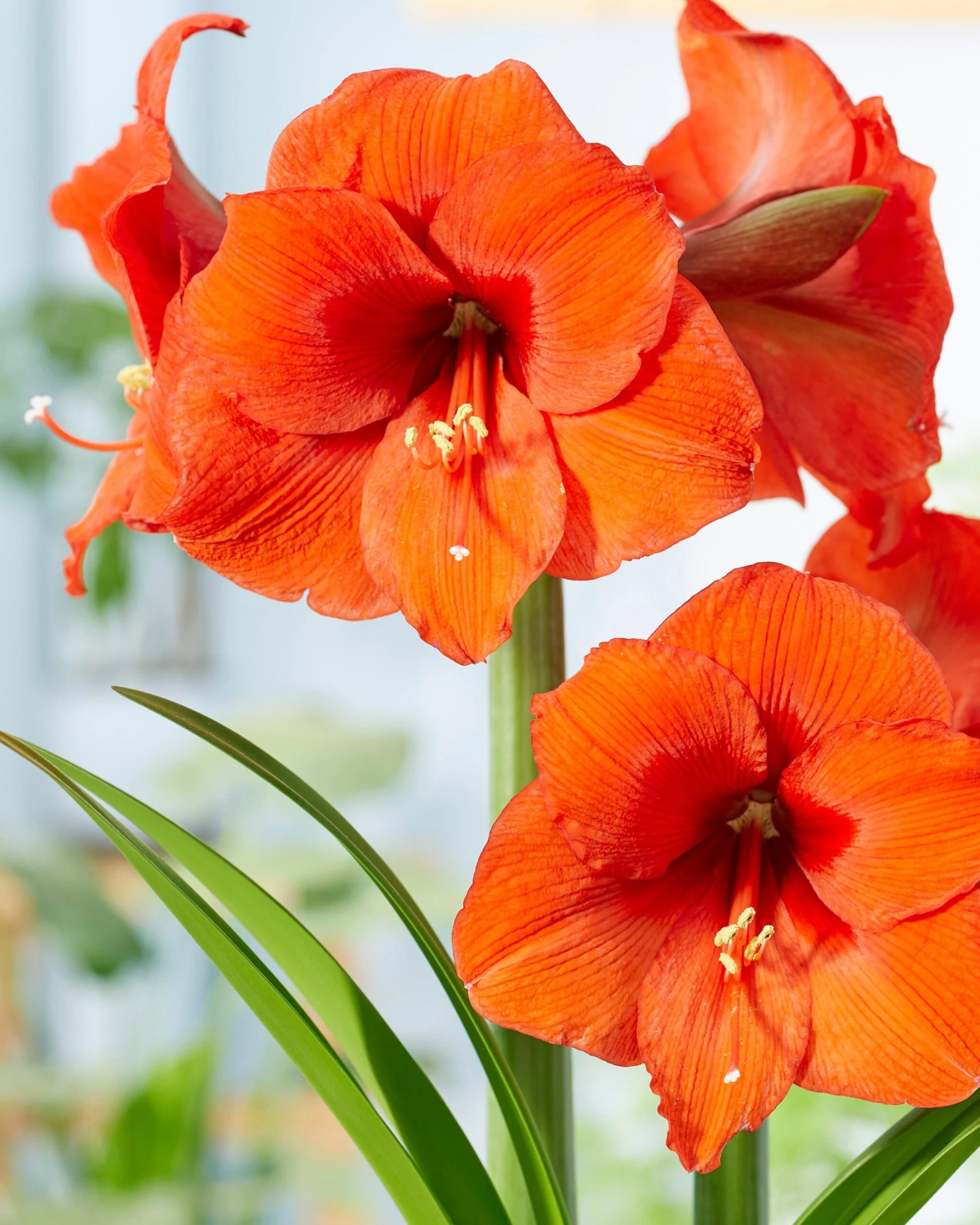 Amaryllis 'Orange Souvereign' 3 Amaryllis 'Orange Souvereign'