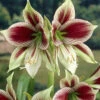 Amaryllis 'Papilio' 1 Amaryllis 'Papilio' -Beauty Flowers Shop hippeastrum papilio 1