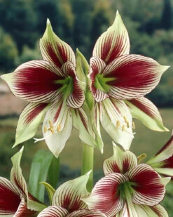 Amaryllis 'Papilio'