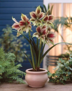 Amaryllis 'Papilio' 8 Amaryllis 'Papilio' -Beauty Flowers Shop hippeastrum papilio 2