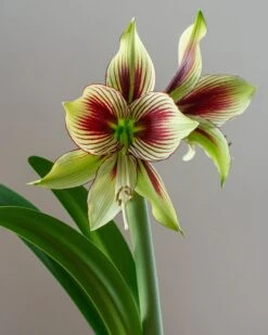 Amaryllis 'Papilio' 9 Amaryllis 'Papilio' -Beauty Flowers Shop hippeastrum papilio 3