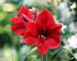 Amaryllis 'Red Lion' 7 Amaryllis 'Red Lion' -Beauty Flowers Shop hippeastrum red lion 4