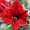 Amaryllis 'Red Lion' 2 Amaryllis 'Red Lion' -Beauty Flowers Shop hippeastrum red lion 5