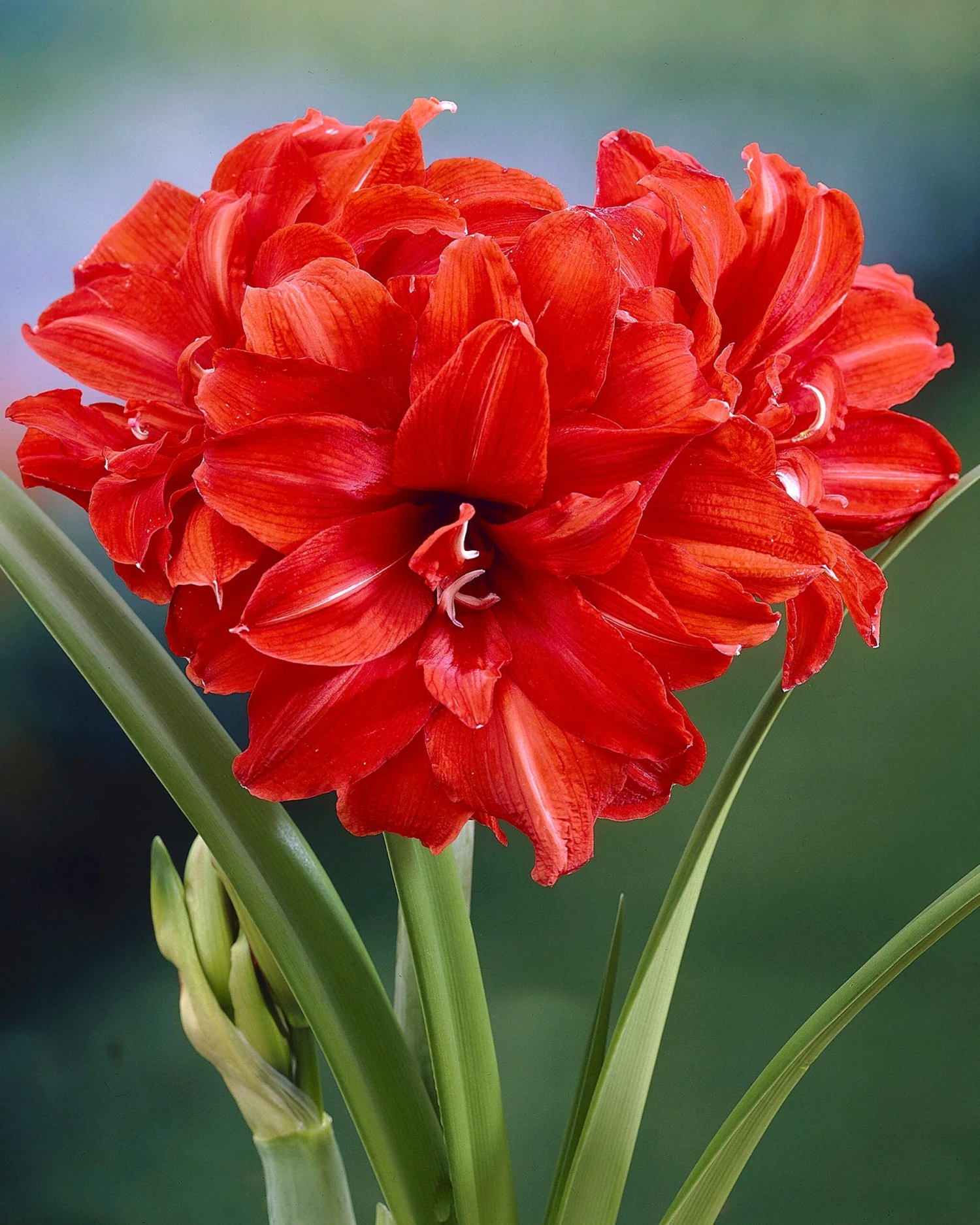 Amaryllis 'Red Peacock' 3 Amaryllis 'Red Peacock'