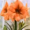 Amaryllis 'Rilona' -Beauty Flowers Shop hippeastrum rilona 4