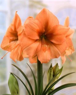 Amaryllis 'Rilona'