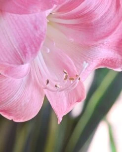 Amaryllis 'Susan' -Beauty Flowers Shop hippeastrum susan 0